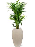 Ховея Форстера H120 D27 см