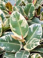 Фикус Эластика Тинеке H140 D30 см