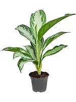 Аглаонема Сильвер Бей H45 D12 см