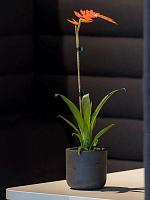 Кашпо Rough mini charlie xxxs black washed D8 H7 см