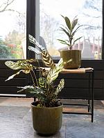 Кашпо Nine pot olive green D17 H15 см