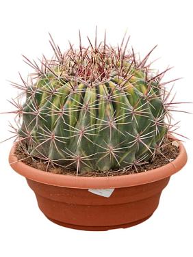 Ферокактус Таунсендианус вариегата Ферокактус Таунсендианус вариегата