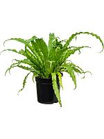 Асплениум Антикум Осака H40 D17 см