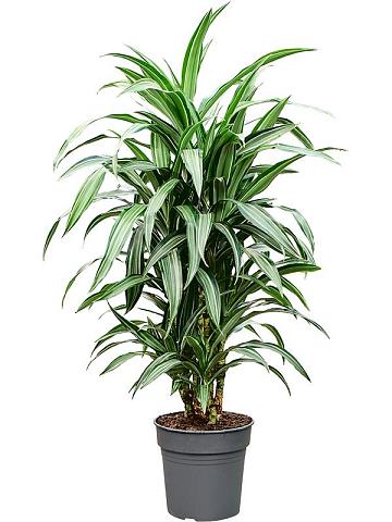 Драцена Фрагранс Улисес разветвленная