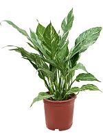 Спатифиллум Даймонд H50 D14 см