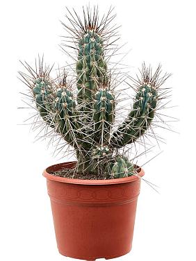 Стетсония Корине булавовидная Стетсония Корине булавовидная