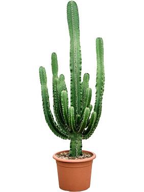 Молочай Эритрейский