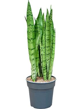 Сансевиерия Сильвер Мист