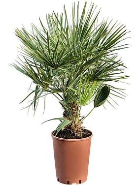 Хамеропс приземистый