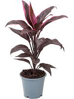 Кордилина Фрутикоза Мамбо H40 D12 см