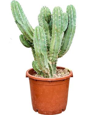 Миртиллокактус Геометрический Миртиллокактус Геометрический