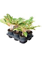 Аглаонема Пеппер Белз H30 D13 см