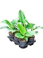 Филодендрон Империал Грин H35 D13 см