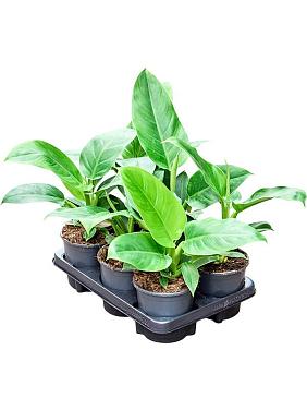 Филодендрон Империал Грин Филодендрон Империал Грин