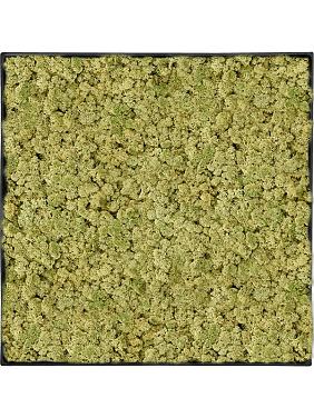 Картина из мха nova frame anthracite-concrete 100% reindeer (oldgreen) Картина из мха nova frame anthracite-concrete 100% reindeer (oldgreen)