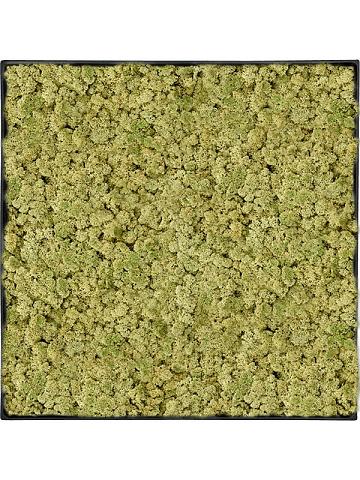 Картина из мха nova frame anthracite-concrete 100% reindeer (oldgreen) Картина из мха nova frame anthracite-concrete 100% reindeer (oldgreen)