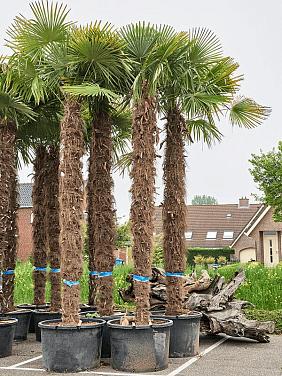 Трахикарпус Форчуна Трахикарпус Форчуна