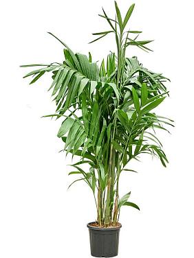 Арека Триандра трехтычинковая