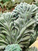 Миртиллокактус Геометрический Кристата H140 D44 см