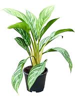 Аглаонема Страйпс H45 D14 см