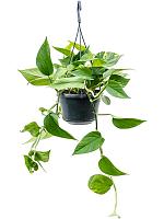 Эпипремнум Золотистый ампельный H30 D15 см