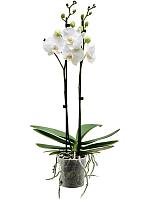 Фаленопсис Krystina 2 ствола H65 D12 см