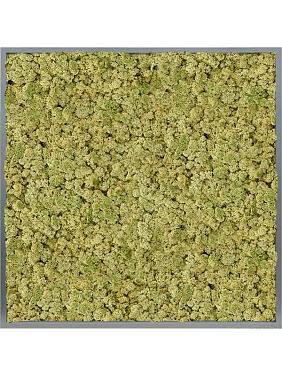 Картина из мха mdf ral 7016 satin gloss 100% reindeer (oldgreen) Картина из мха mdf ral 7016 satin gloss 100% reindeer (oldgreen)