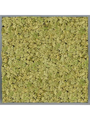 Картина из мха mdf ral 7016 satin gloss 100% reindeer (oldgreen) Картина из мха mdf ral 7016 satin gloss 100% reindeer (oldgreen)