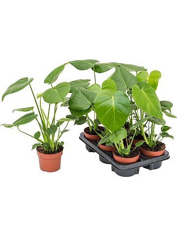 Монстера Делициоза (деликатесная)