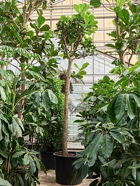 Фикус Лирата