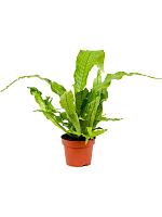 Микросорум Крокодил H25 D12 см