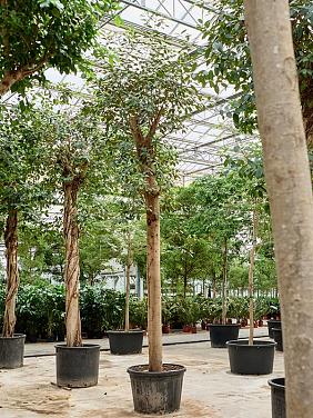 Фикус Рубигиноза Австралийский