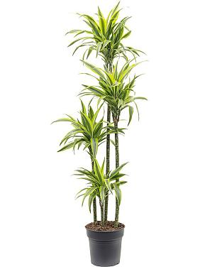 Драцена Фрагранс Лемон Лайм 4 ствола Драцена Фрагранс Лемон Лайм 4 ствола