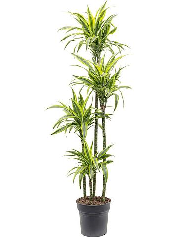 Драцена Фрагранс Лемон Лайм 4 ствола