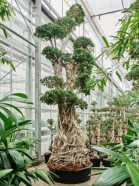 Фикус Микрокарпа Компакта бонсай Фикус Микрокарпа Компакта бонсай