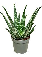 Алоэ Тропикал H40 D14 см