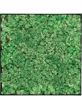 Картина из мха nova frame anthracite-concrete 100% reindeer (grass green) Картина из мха nova frame anthracite-concrete 100% reindeer (grass green)