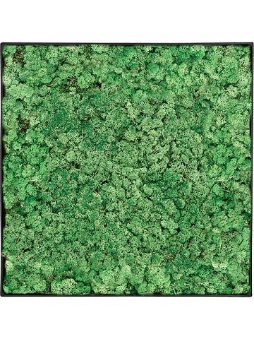 Картина из мха nova frame anthracite-concrete 100% reindeer (grass green) Картина из мха nova frame anthracite-concrete 100% reindeer (grass green)