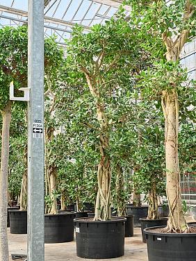 Фикус Бенгальский Одри