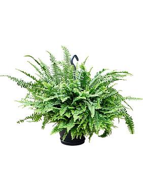 Нефролепис Грин Леди ампельный
