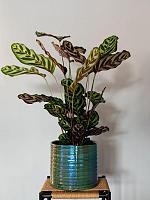 Кашпо Didi pot pearl green D14 H13 см