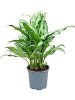 Аглаонема Ромео H55 D17 см