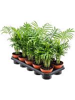 Хамедорея Элеганс изящная H45 D12 см