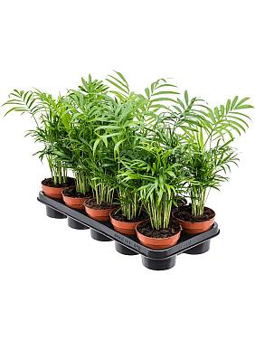 Хамедорея Элеганс изящная Хамедорея Элеганс изящная