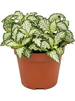 Фиттония Вайт Тайгер H10 D9 см