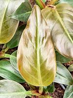 Филодендрон Империал Ред H35 D13 см