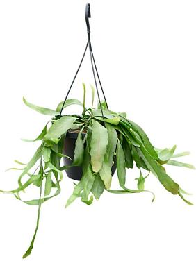 Рипсалис Рамулоза Ред Корал ампельный Рипсалис Рамулоза Ред Корал ампельный