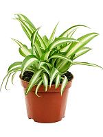 Хлорофитум Вариегата хохлатый H17 D9 см