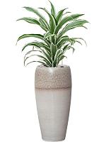 Драцена Фрагранс Вайт Джевел H40 D17 см