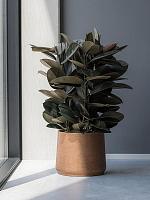 Фикус Эластика Абиджан H80 D24 см